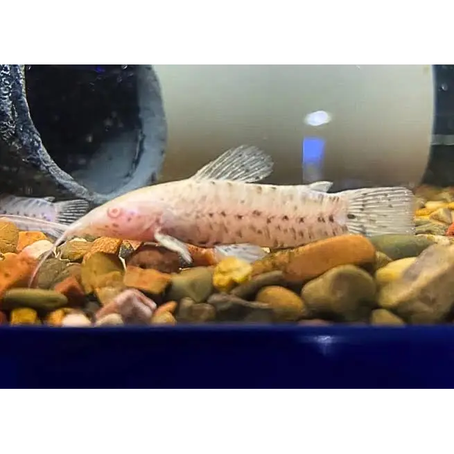 Albino Corydoras catfish with speckled pattern.