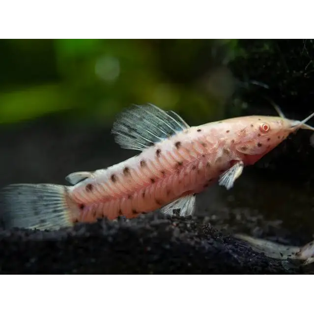 Albino Corydoras catfish with black spots.