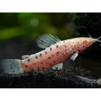 Albino Corydoras catfish with black spots.