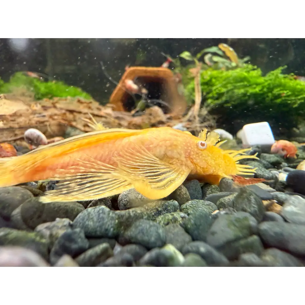 A golden bristlenose pleco with prominent bristles on its snout.