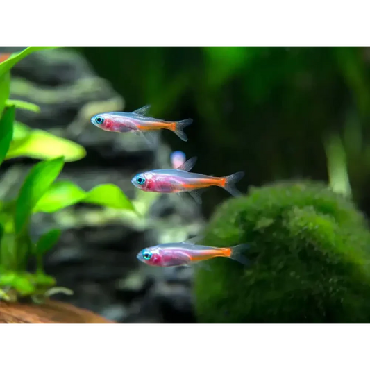 Three small, colorful fish.