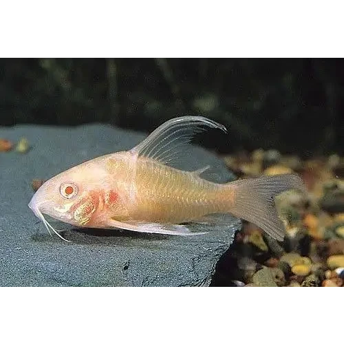 Albino corydoras catfish.