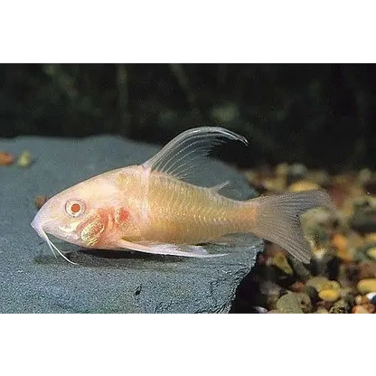 Albino corydoras catfish.