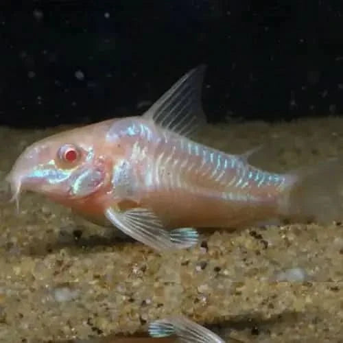 Albino corydoras catfish.