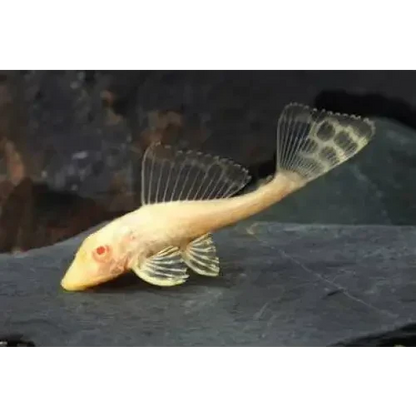 Albino bristlenose pleco.