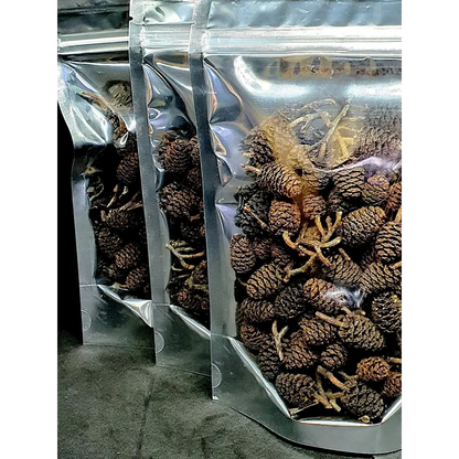 Alder Cones ( 48pcs BULK PACK )