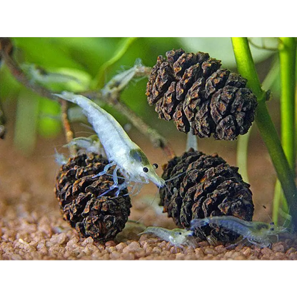 Alder Cones ( 48pcs BULK PACK )