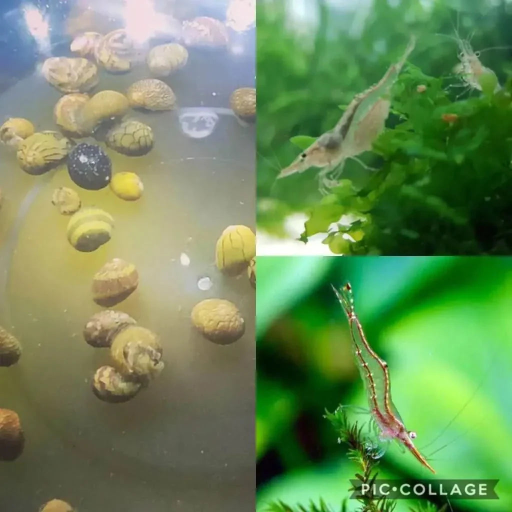 Aquatic snails and shrimp.