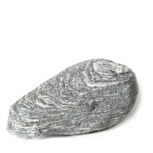 Gray and white layered oyster shell.