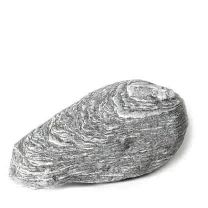 Gray and white layered oyster shell.