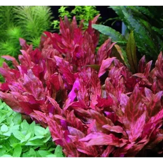 Vibrant red aquatic plant.