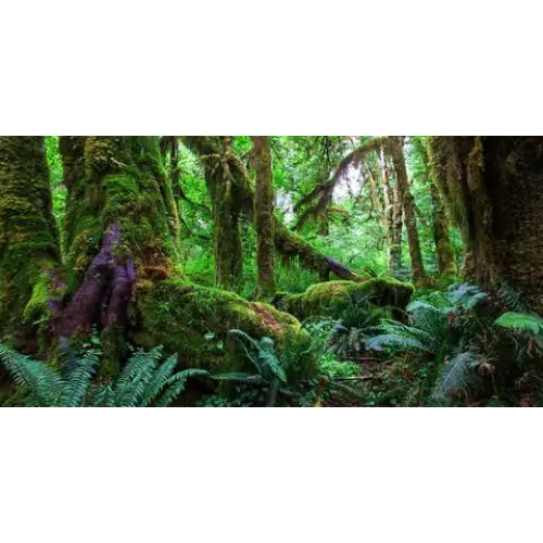 Amazon Rainforest Aquarium Background 60cm High X 90cm Wide