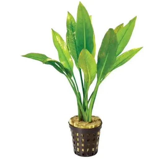 Potted green aquatic plant.