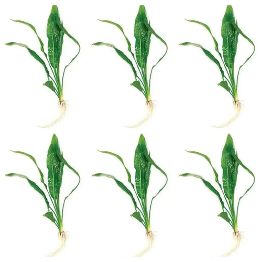 Six green aquatic plants.