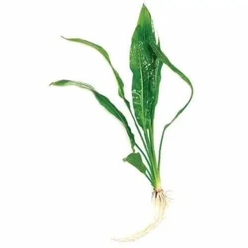 Aquatic plant with long, green leaves and white roots.