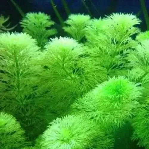 Bright green aquatic plants.