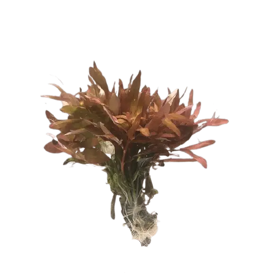 Ammania gracilis submersed/bunch
