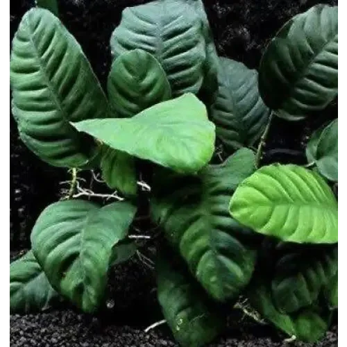 Lush green aquatic plant.