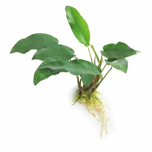 Aquatic plant with green leaves and exposed roots.