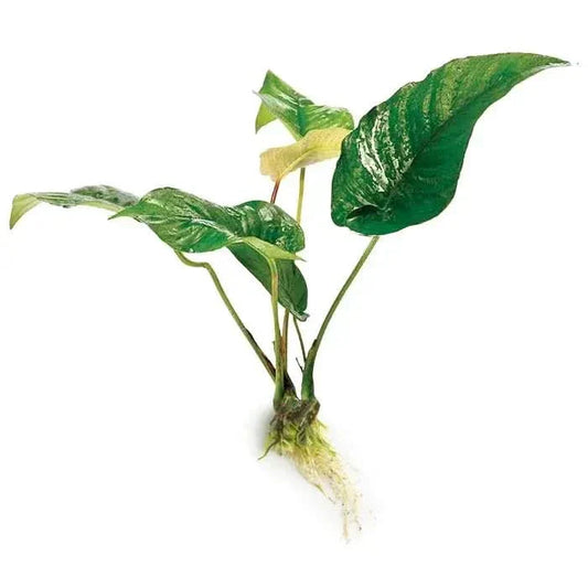 Green and white variegated aquatic plant.
