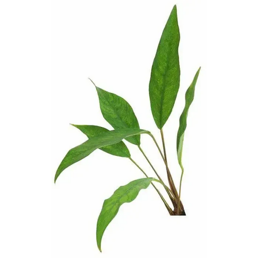 Green aquatic plant.