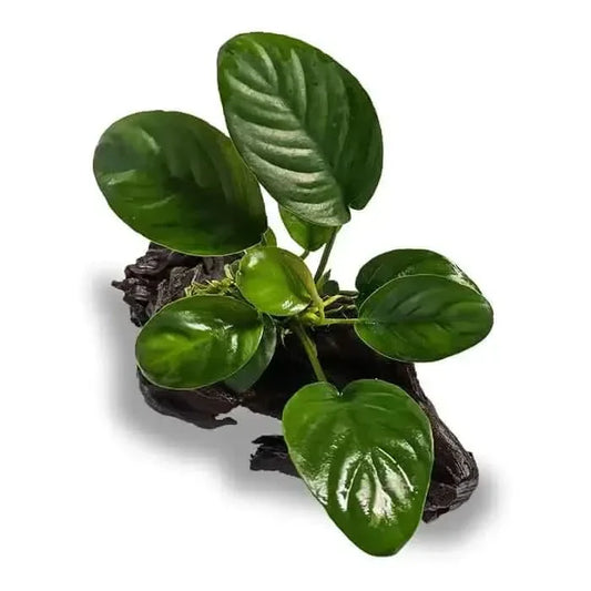 Aquatic plant on driftwood.