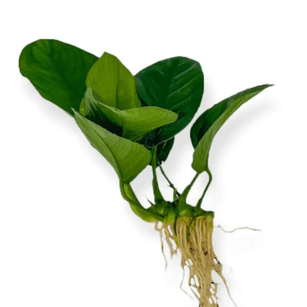 Aquatic plant with green leaves and exposed roots.