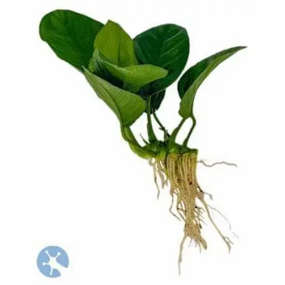 Aquatic plant with green leaves and exposed roots.