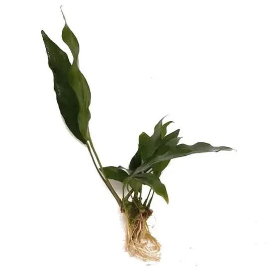 Aquatic plant with roots.
