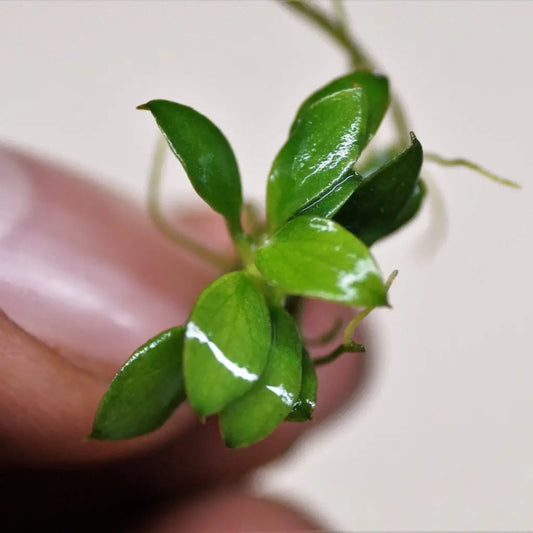 A vibrant green aquatic plant with small, glossy leaves and visible roots.
