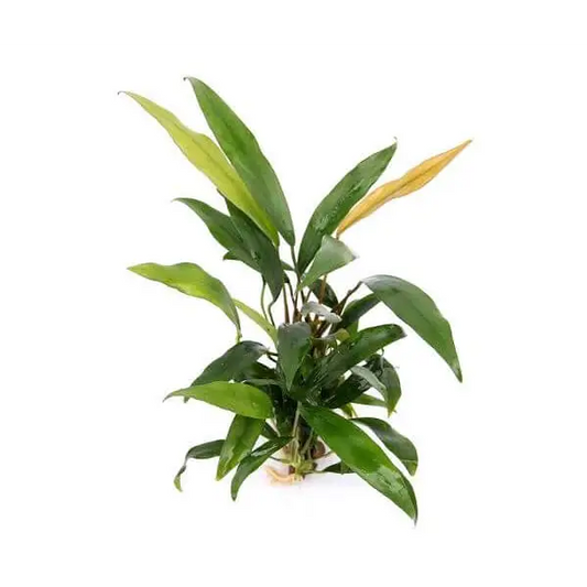 Anubias Minima (4-6 Leaves)