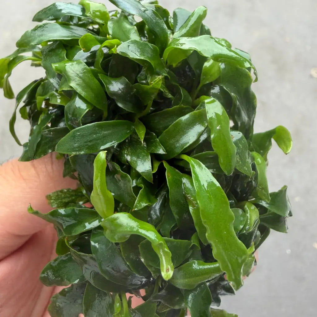 A lush, vibrant green aquatic plant with wavy-edged leaves and a glossy surface.