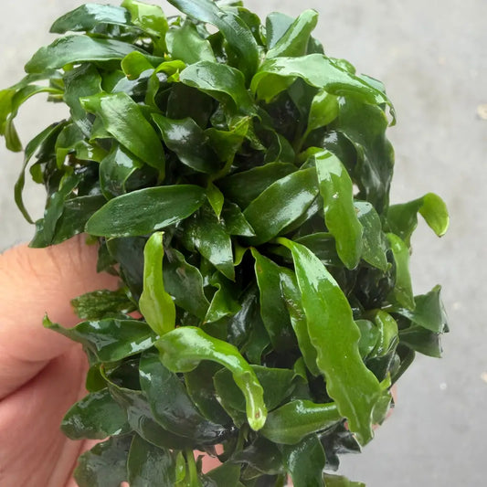 A lush, vibrant green aquatic plant with wavy-edged leaves and a glossy surface.