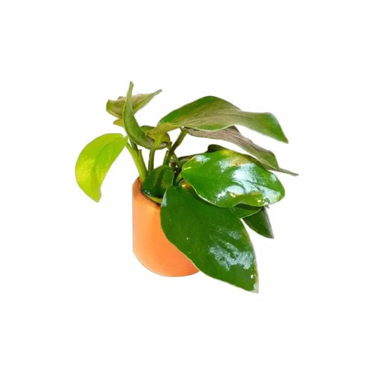 Potted green plant.