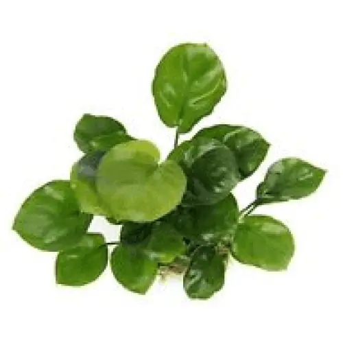 Anubias Nana Coin - Plants & Moss.