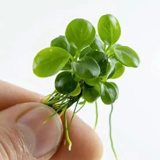Glossy green aquatic plant.