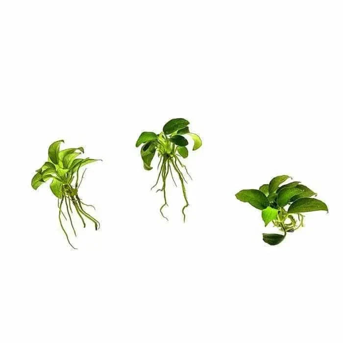 Three green aquatic plants.