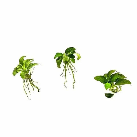 Three green aquatic plants.