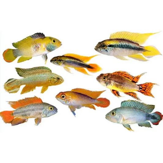 Colorful freshwater cichlid fish.
