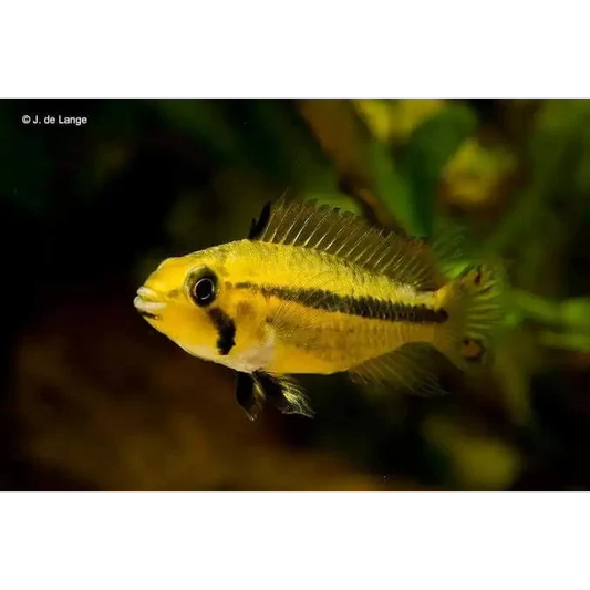 Yellow fish with black markings.