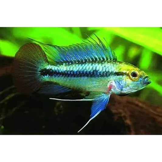 Vibrant blue and yellow Apistogramma fish.