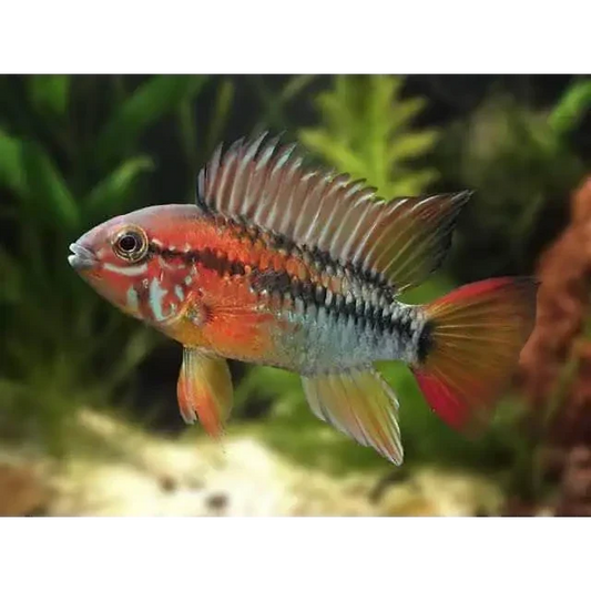 Colorful Apistogramma fish.