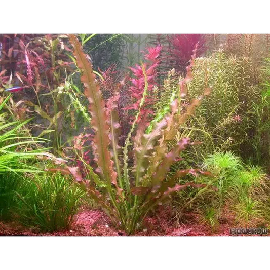 Aponogeton Crispus Red
