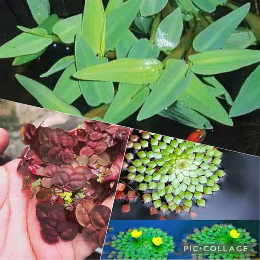 Collage of aquatic plants.