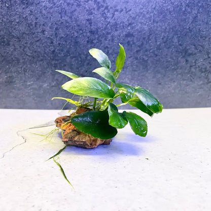 Assorted Anubias on dragon stone