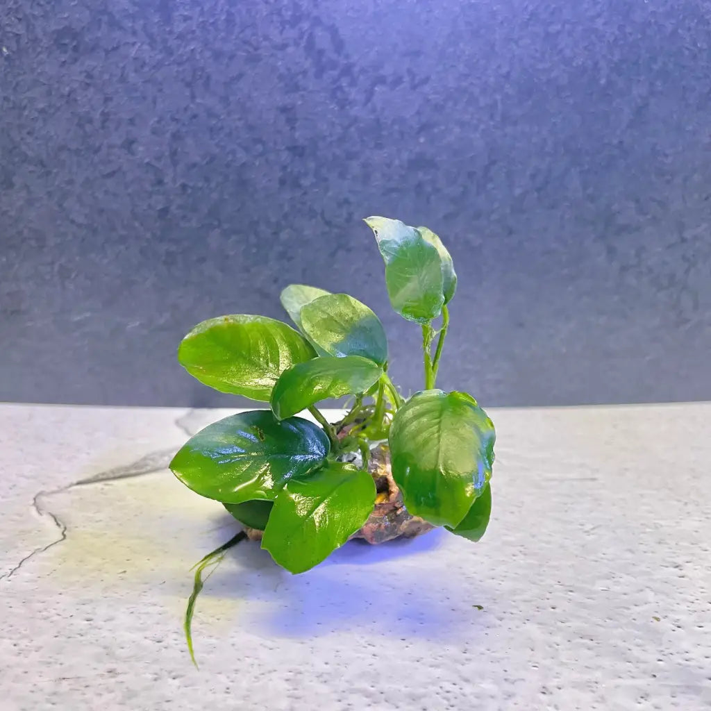 Assorted Anubias on dragon stone
