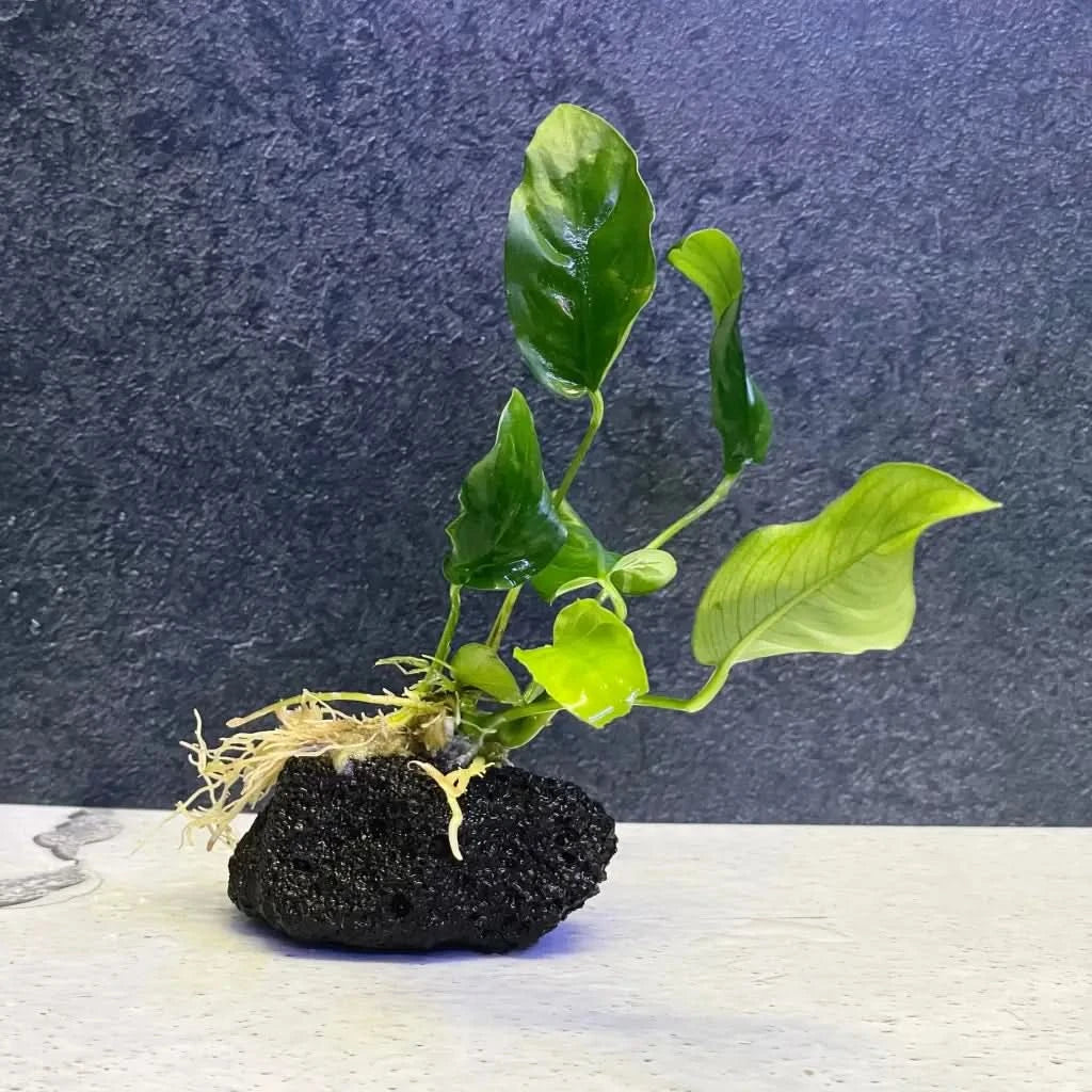 Aquatic plant on porous rock.