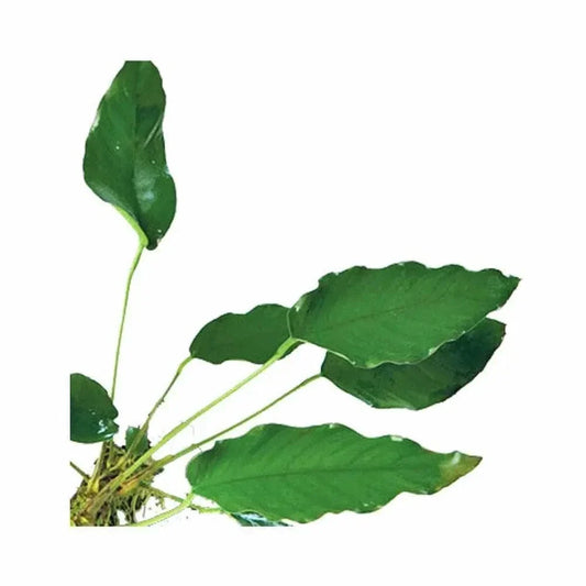 Green aquatic plant with wavy leaves.