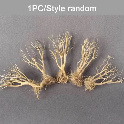 Miniature bare trees with roots.