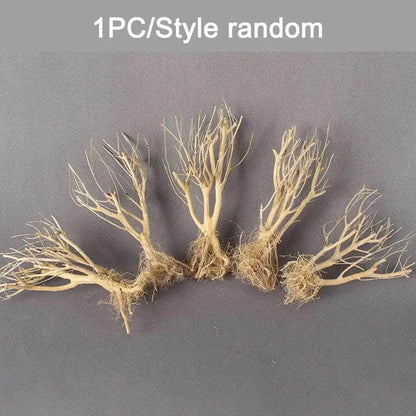 Assorted Bare Root  Tree Driftwood 30cm
